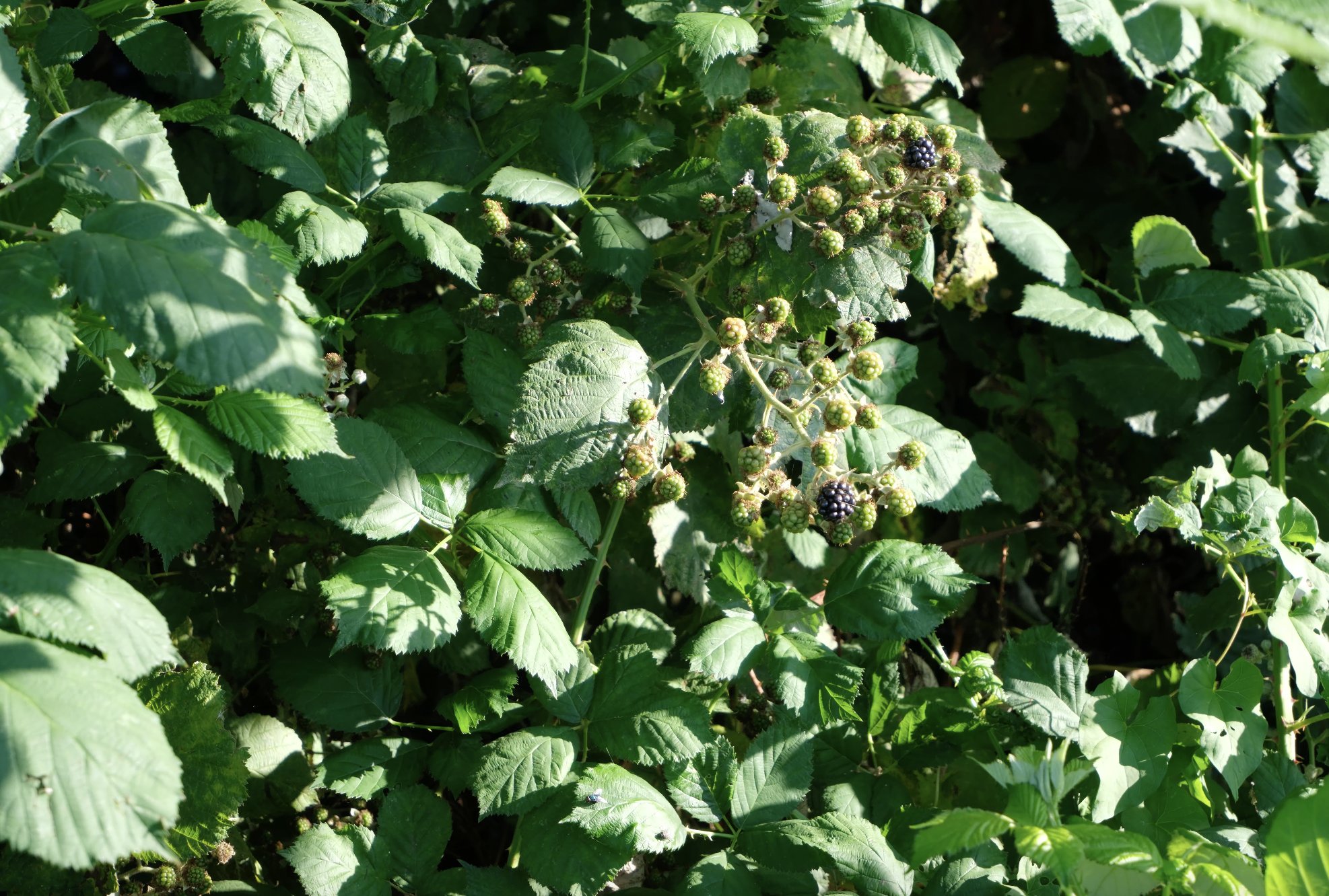 farms. freedom. food.